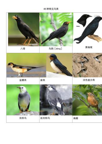 常见鸟类大全鸟名的相关图片