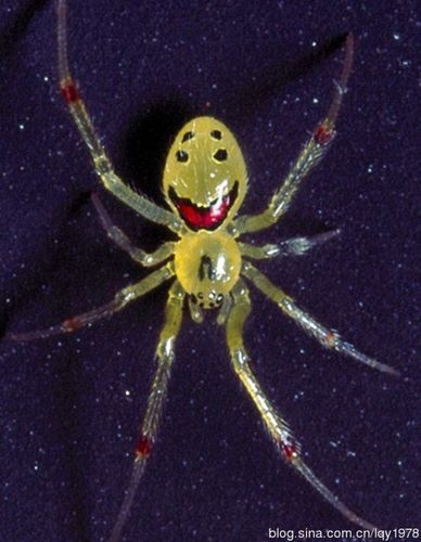 笑脸蜘蛛有毒吗?的相关图片